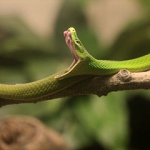 green mamba yawning
