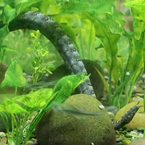 tentacled snake (underwater)