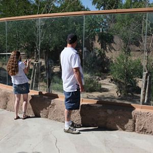 hyena exhibit