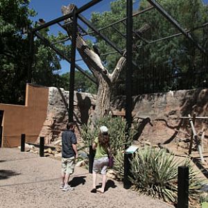 andean condor exhibit