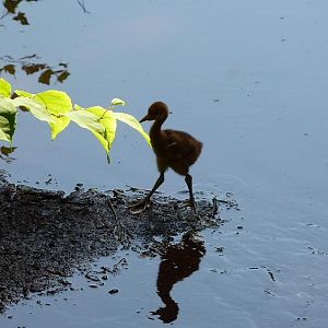 Red Crowned Crane chick