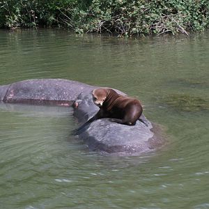 young male sea lion