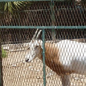 'Scimitar-horned' oryx