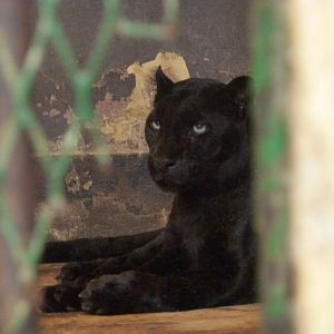 Black leopard