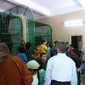 Inside the chimpanzee house (Not for the faint-hearted.)
