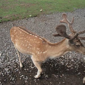 Fallow Deer