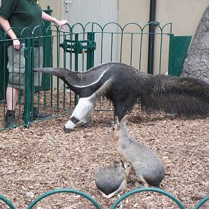 Anteater and mara