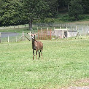 Roan antelope