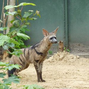 East African aardwolf