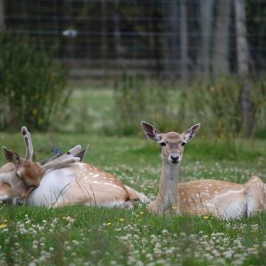 Mesopotamian Fallow Deer