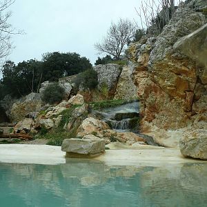 European brown bear exhibit