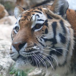 Amur Tiger (Panthera tigris altaica)