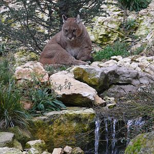 Puma (Puma concolor)