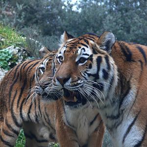 Amur tiger (Panthera tigris altaica)