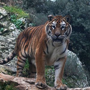 Amur tiger (Panthera tigris altaica)