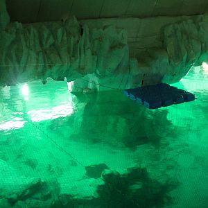 Beluga Pool at Oceanografic, 29/05/11