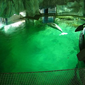 Beluga Pool at Oceanografic, 29/05/11