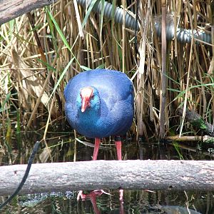 Purple Swamphen at Oceanografic, 29/05/11