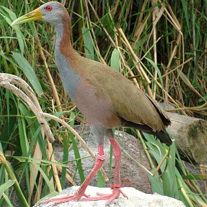 Giant Wood Rail at Oceanografic, 29/05/11