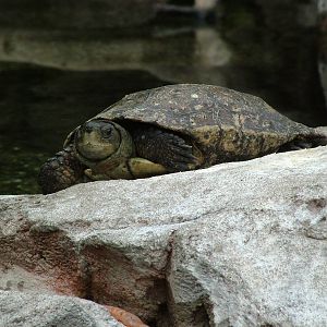 Mediterranean Pond Turtle at Oceanografic, 29/05/11