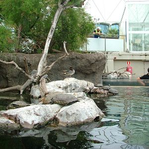 Wetlands Aviary Interior at Oceanografic, 29/05/11