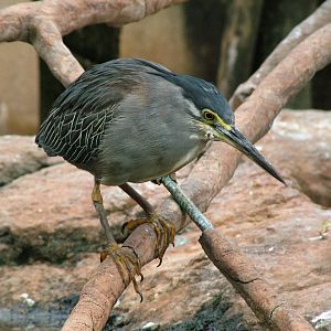 Striated Heron at Oceanografic, 29/05/11