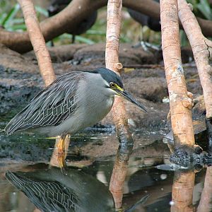Striated Heron at Oceanografic, 29/05/11