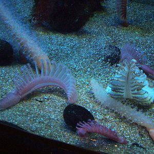 Sea Pens at Oceanografic, 29/05/11