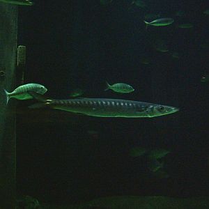 European Barracuda at Oceanografic, 29/05/11
