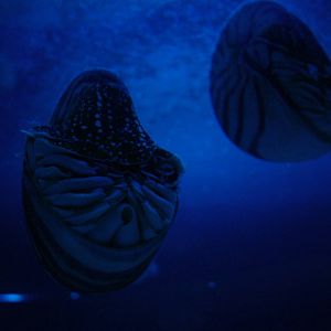 Nautilus at Oceanografic, 29/05/11