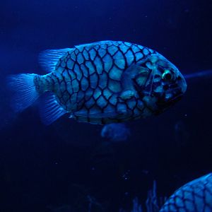 Pinecone Fish at Oceanografic, 29/05/11