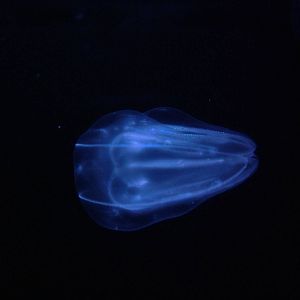 Warty Comb Jelly (Ctenophore) at Oceanografic, 29/05/11