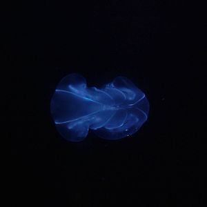 Warty Comb Jelly (Ctenophore) at Oceanografic, 29/05/11