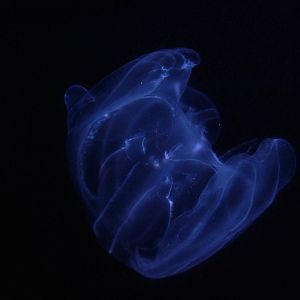 Warty Comb Jelly (Ctenophore) at Oceanografic, 29/05/11