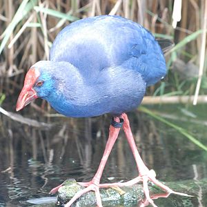Purple Swamphen at Oceanografic, 29/05/11