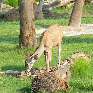 Greater Kudu Calf