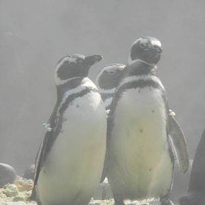 Magellanic Penguin