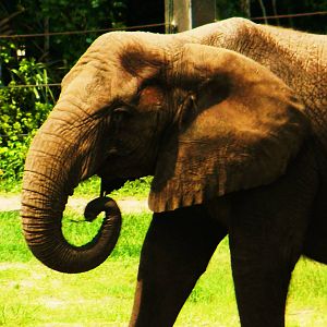 African Elephant