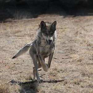 mexican wolf running