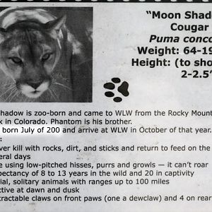 1800 year old puma!