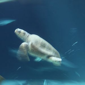 leucistic sea turtle