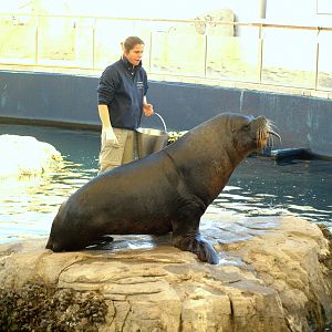 Very big Patagonian sea lion male and his trainer.