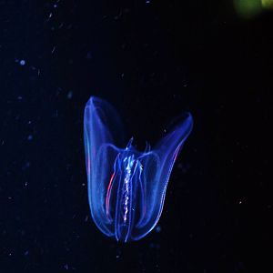 Warty Comb Jelly (Ctenophore)