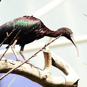 Glossy ibis