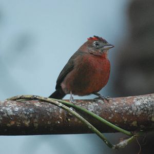 Pileated Finch at Barcelona, 30/05/11