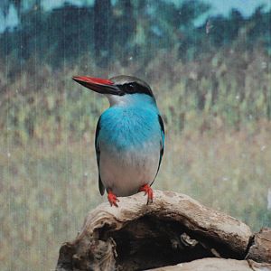 Blue-breasted Kingfisher at Barcelona, 30/05/11