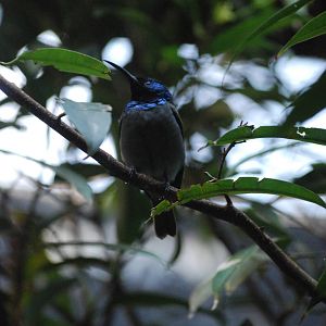 Green-headed Sunbird at Barcelona, 30/05/11