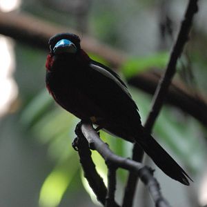 Black-and-Red Broadbill at Barcelona, 30/05/11