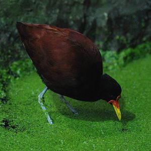 Wattled Jacana at Barcelona, 30/05/11