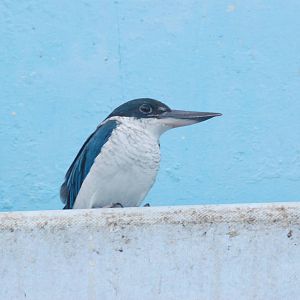 White-collared Kingfisher at Barcelona, 30/05/11